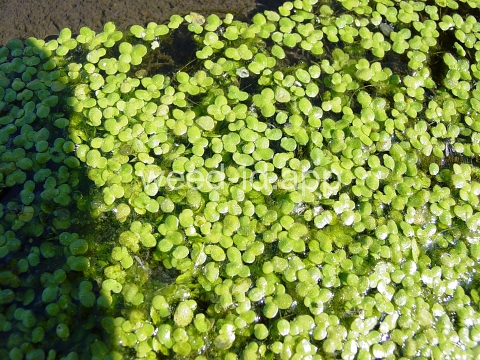 duckweed, common
